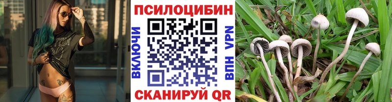 кракен зеркало  Закаменск  Псилоцибиновые грибы Psilocybe 